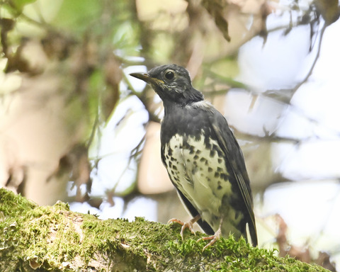 マミジロ♂幼鳥3351