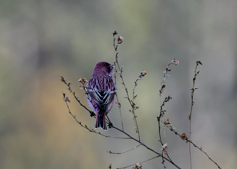 オオマシコ♂9034