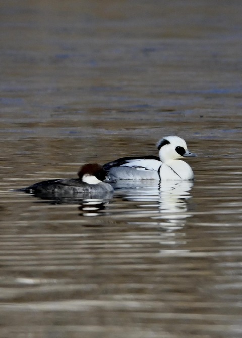 ミコアイサ♂♀0075