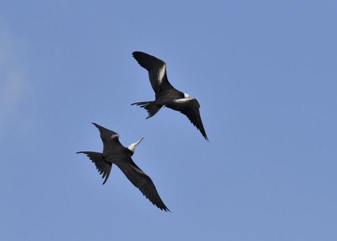 オオグンカンドリ6058