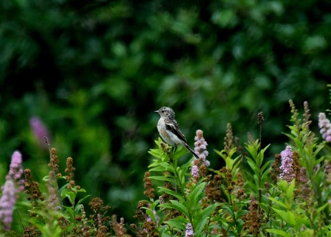 ノビタキ幼鳥2249
