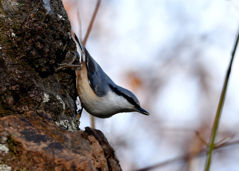 ゴジュウカラ1238