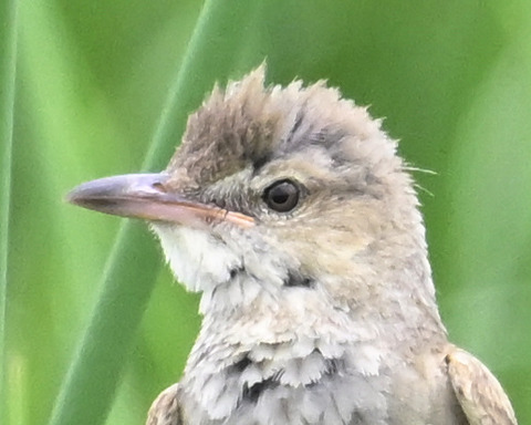 オオヨシキリ6000