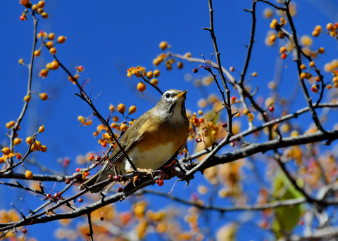 マミチャジナイ0748