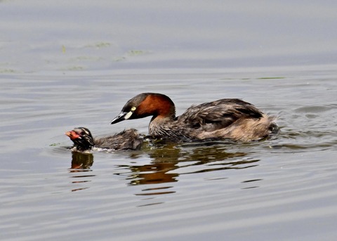 カイツブリ親子2881
