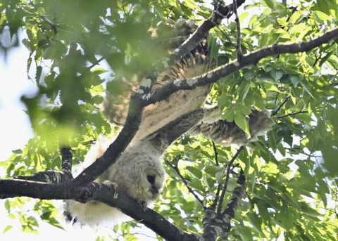 フクロウのヒナ6447