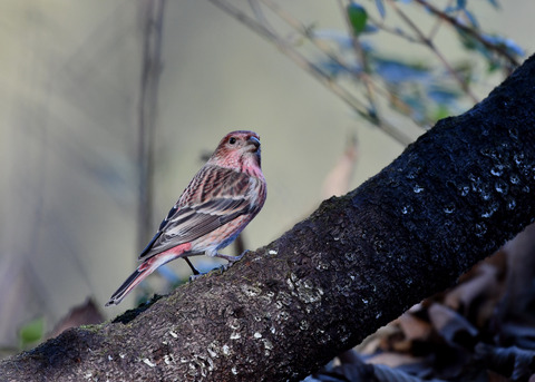 オオマシコ若鳥9197