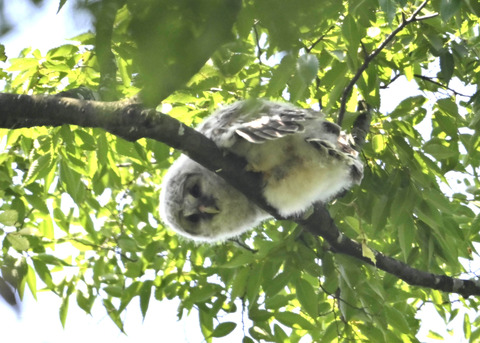 フクロウのヒナ4671