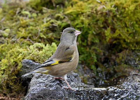 オオカワラヒワ♀3006