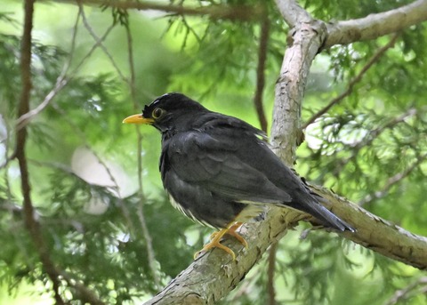 クロツグミ♂5148