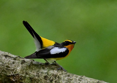 キビタキ成鳥♂5846