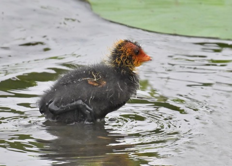 オオバンのヒナ0211