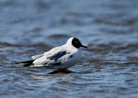 ユリカモメ夏羽9115