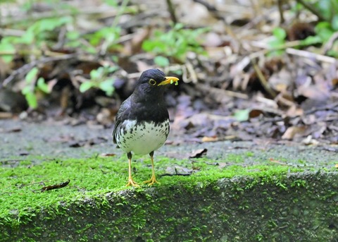 クロツグミ♂1313