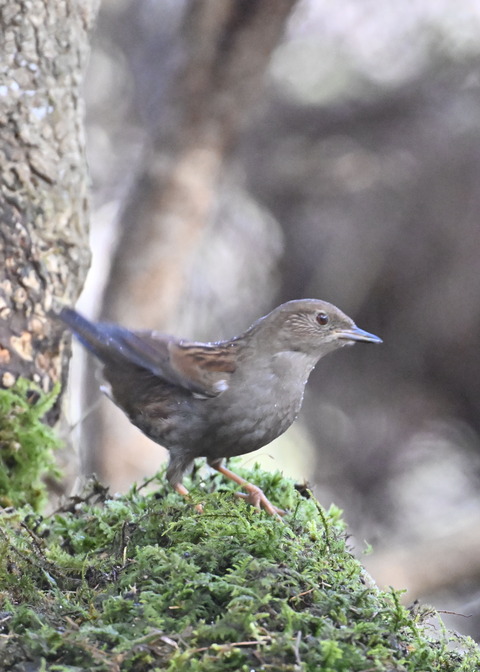 カヤクグリ2489