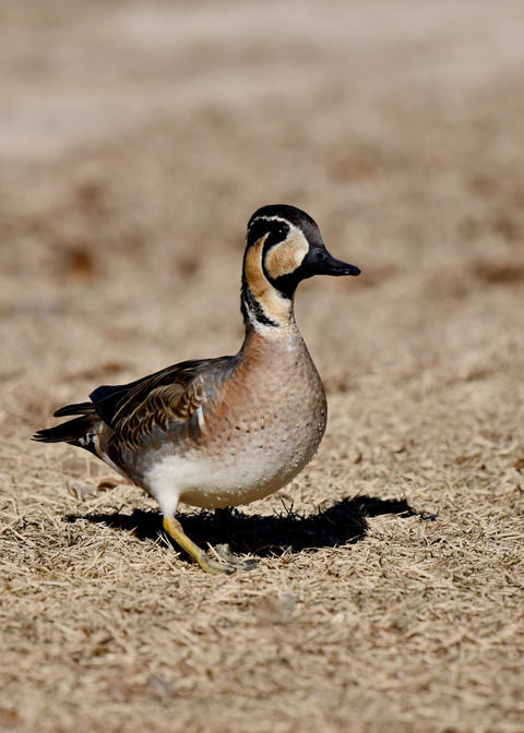 トモエガモ♂1425◎