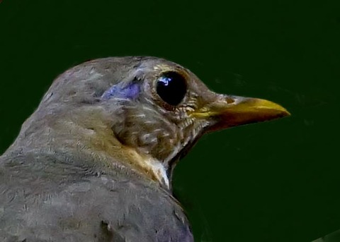 クロツグミ♂幼鳥8000