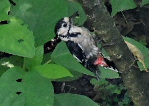 アカゲラ♀4699