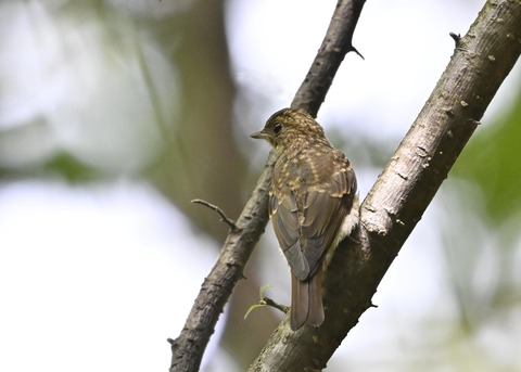オオルリ♀幼鳥1231