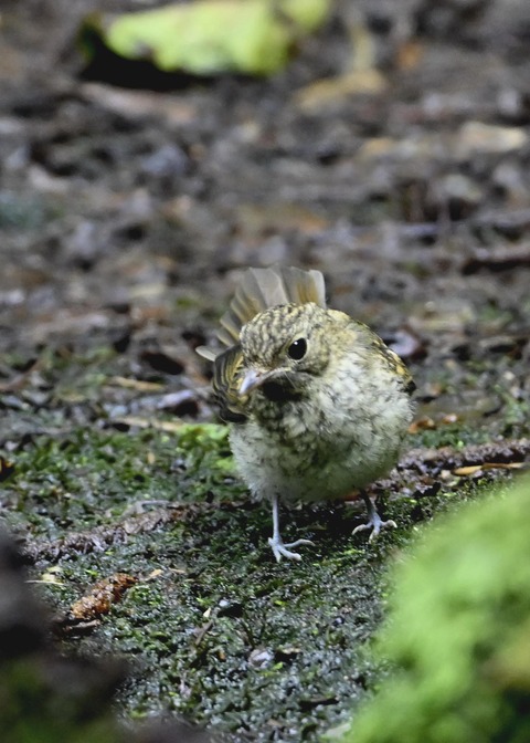 キビタキ幼鳥3586