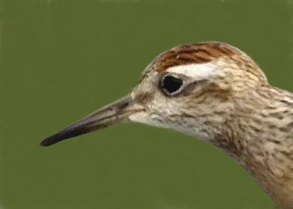 ウズラシギ3000(3345)