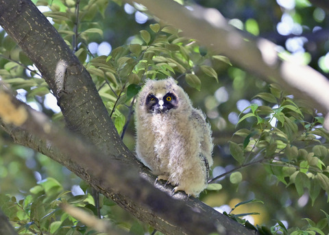 トラフズクのヒナ7436