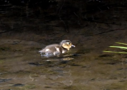オシドリのヒナ6065