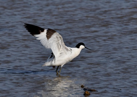 ソリハシセイタカシギ9816