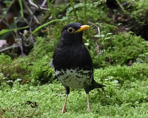 クロツグミ♂5807-1