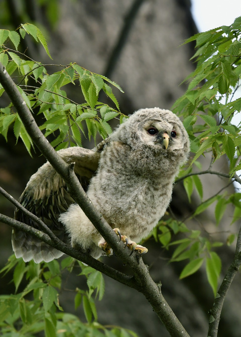 フクロウのヒナ②9628