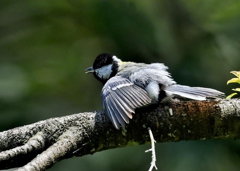 シジュウカラ0959