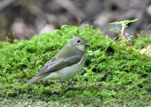 キビタキ♀1722