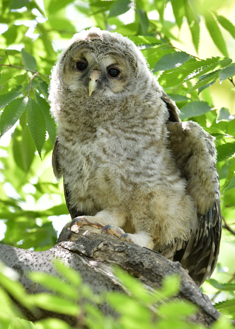 フクロウのヒナ1459