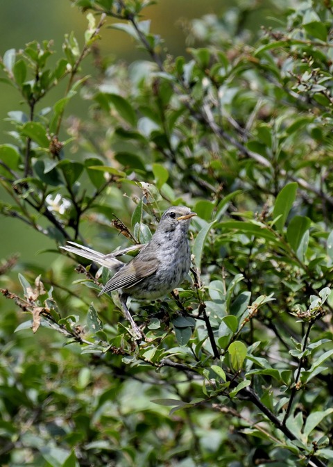 ウグイス幼鳥2500
