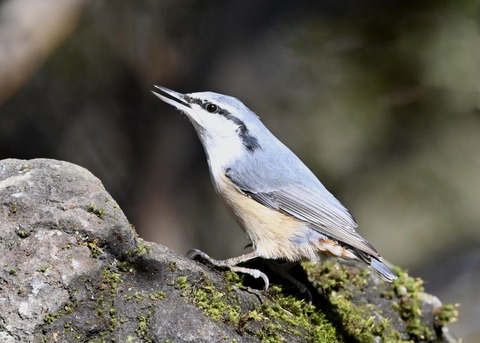 ゴジュウカラ8101