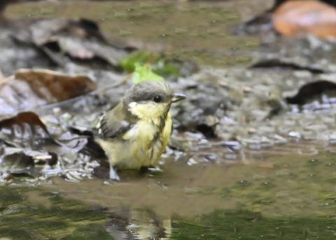 シジュウカラ幼鳥2129