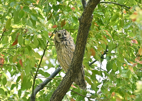 トラフズク♂6866