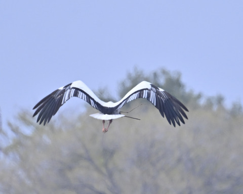 飛ぶコウノトリ7353