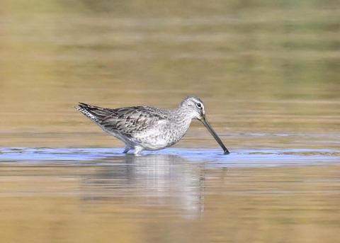 オオハシシギ6159