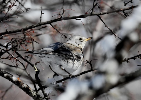 ノハラツグミ3581