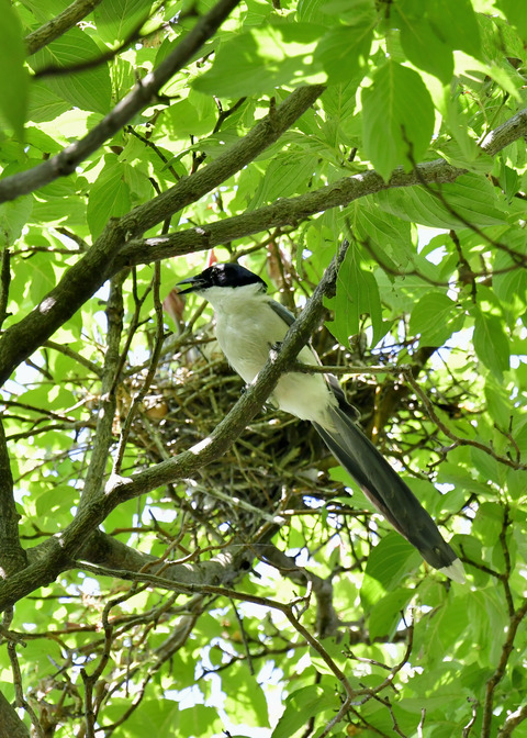 オナガの営巣5530