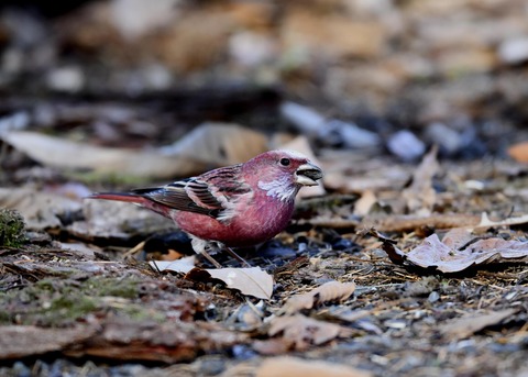 オオマシコ♂9161