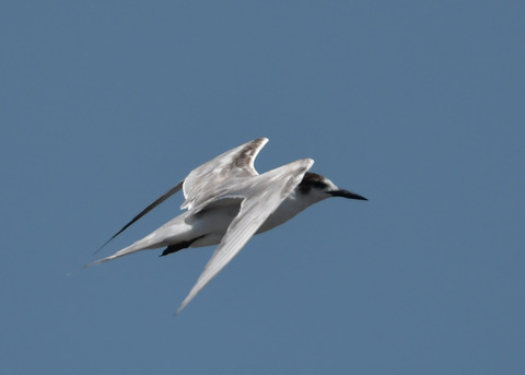 飛ぶ・コアジサシ2277