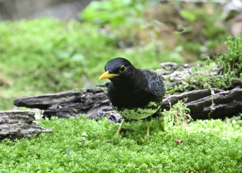クロツグミ♂0820