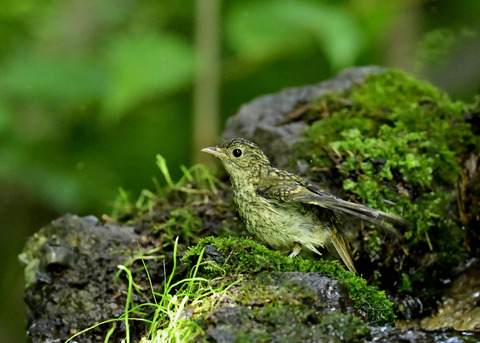 キビタキ幼鳥0902