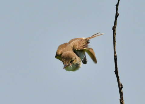 オオヨシキリ3426