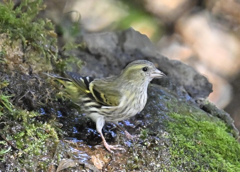 マヒワ♀1338