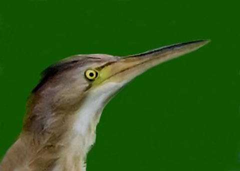 ヨシゴイ♀9001