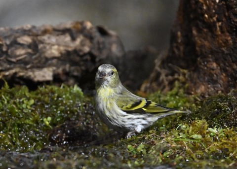 マヒワ♀0386