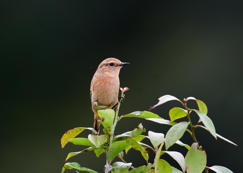 ノビタキ♀冬羽5891